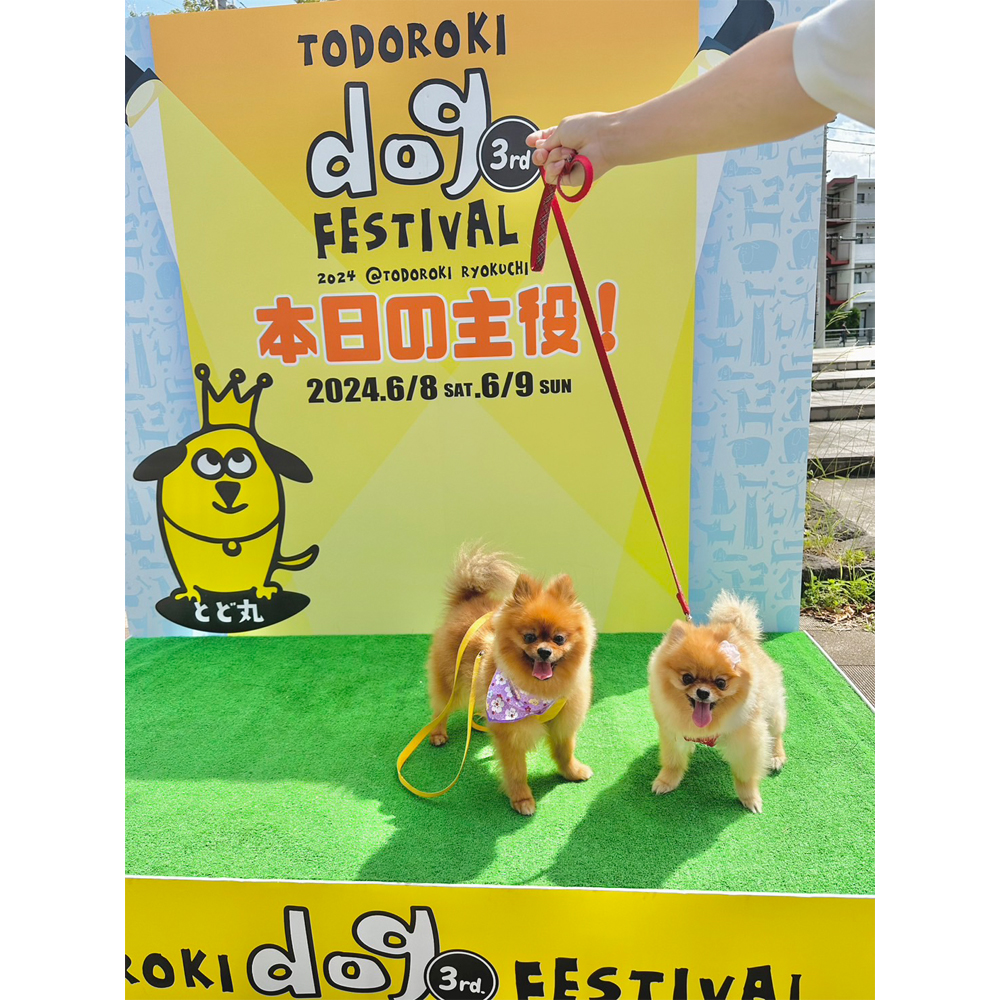 卒業犬のうみちゃんとミアちゃんの近況♪